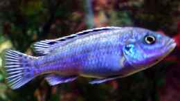 aquarium-von-zoltan-bene-becken-590_Likoma Weibchen (Melanochromis Exasperatus)