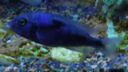 aquarium-von-zoltan-bene-becken-590_Delfin Weibchen (Cyrtocara Moori)