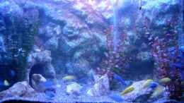 aquarium-von-zoltan-bene-becken-590_Nachtlicht: SERA DEEP BLUE SEA
