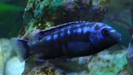 Foto mit Interruptus Männchen (Melanochromis)