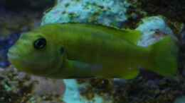 Foto mit Interruptus Weibchen (Melanochromis)