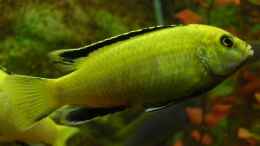aquarium-von-zoltan-bene-becken-590_Yellow dominante Männchen