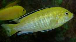 aquarium-von-zoltan-bene-becken-590_Yellow Männchen