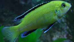 aquarium-von-zoltan-bene-becken-590_Yellow Männchen (Labidochromis Caurelius)