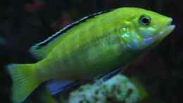 aquarium-von-zoltan-bene-becken-590_Yellow Weibchen (Labidochromis Caurelius)