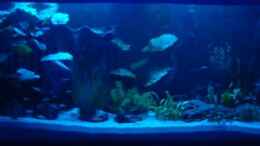 aquarium-von-oliver-schuermann-becken-5906_provisorisches Mondlicht