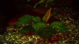 aquarium-von-christian-wirth-becken-5926_Anubias Coffeefolia