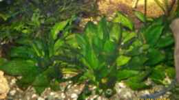 Aquarium einrichten mit Echinodorus parviflorus Tropica
