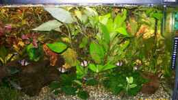 Aquarium einrichten mit Sumatrabarben in Moosgrün und gestreift