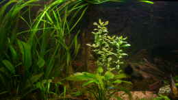 aquarium-von-aquarium-cologne-oasis-of-silence-aufgeloest_06.03.2012