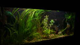 aquarium-von-aquarium-cologne-oasis-of-silence-aufgeloest_06.03.2012