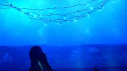 aquarium-von-aquarium-cologne-oasis-of-silence-aufgeloest_Der Ursprung des blauen Lichts