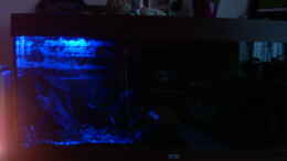 aquarium-von-aquarium-cologne-oasis-of-silence-aufgeloest_Mondlicht (20 LED)