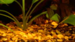Aquarium einrichten mit  Peckoltia pulcher