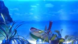 aquarium-von-aquarium-cologne-oasis-of-silence-aufgeloest_Die blaue Oase übern Aquarium