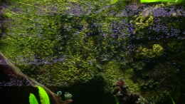 aquarium-von-aquarium-cologne-oasis-of-silence-aufgeloest_Juwel Root 600 (Srukturrückwand)