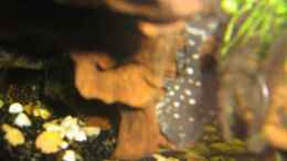 Aquarium einrichten mit Kammdornwels