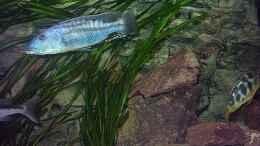 aquarium-von-juergen-herb-hunters-of-malawi-aufgeloest_T.maculiceps