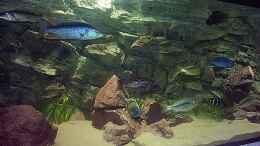 aquarium-von-juergen-herb-hunters-of-malawi-aufgeloest_Gruppenbild
