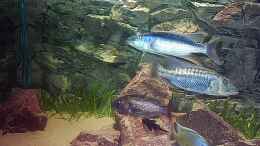 aquarium-von-juergen-herb-hunters-of-malawi-aufgeloest_Gruppenbild