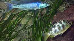 aquarium-von-juergen-herb-hunters-of-malawi-aufgeloest_C.caeruleus