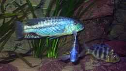 Aquarium einrichten mit 1,0 Tyrannochromis maculiceps  und 1,1 Nimbochromis
