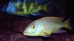 Aquarium einrichten mit Nimbochromis venustus und Buccochromis rhoadesi
