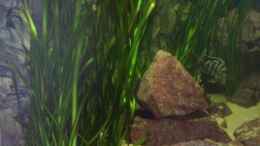 aquarium-von-juergen-herb-hunters-of-malawi-aufgeloest_Valisneria gigantea