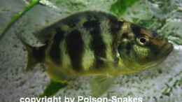Foto mit 0,1 Nimbochromis venustus (tragend) Bild noch im alten Becken
