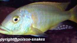 Foto mit 1,0 Buccochromis rhoadesi