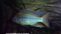 Foto mit 1,0 Dimidiochromis kiwinge