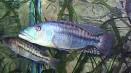 Foto mit 1,1 Tyrannochromis maculiceps