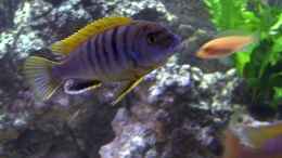 Aquarium einrichten mit Labidochromis Hongi m