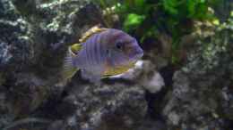 aquarium-von-steffen-boehm-becken-602_Labidochromis Hongi w