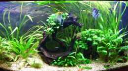 aquarium-von-nicky-becken-6022_Mooikenwurzel  bewachsen mit Steinhaufen 