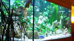 aquarium-von-malawi-freak-becken-6024_Seiteneinblick von Links