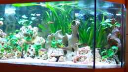 aquarium-von-malawi-freak-becken-6024_Seiteneinblick von Rechts