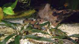 Aquarium einrichten mit Corydoras oiapoquensis