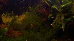 aquarium-von-thomas-zips-becken-6081_Beckenansicht 4