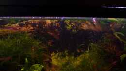 Aquarium einrichten mit Rückwandfolie mit Wurzeln und Moos und Garnelen