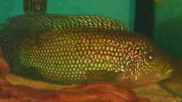 Aquarium einrichten mit Achtbindenbuntbarsch-Männchen ca. 23,5 cm
