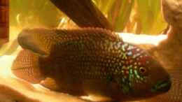 Aquarium einrichten mit Achtbindenbuntbarsch-Weibchen ca. 18 cm