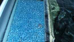 aquarium-von-sebastian-pietrzyk-becken-6141_eingeklebter Bioinnenfilter
