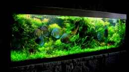 aquarium-von-amazonas-on-the-riverbank_E.magdagalensis als Vordergrundpflanze