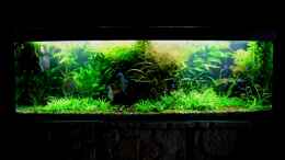 aquarium-von-amazonas-on-the-riverbank_Im Mittelgrund E. latifolius mit E.tenellus im Vordergrund