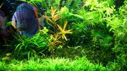 aquarium-von-amazonas-on-the-riverbank_Grosse Kognakpflanze (Ammania gracilis) als Blickfang