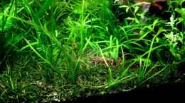 Aquarium einrichten mit Schmalblättrige Schwertpflanze (Echinodorus angustifolius)