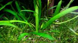 Foto mit Amazonas-Zwergschwertpflanze (Echinodorus spec. grisebachii)