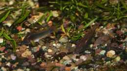 Foto mit Panzerwelse (Corydoras aeneus)