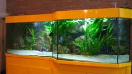 aquarium-von-michaela-krause-becken-6178_Gesamtansicht